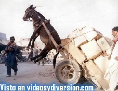 mucho-peso-burro.jpg