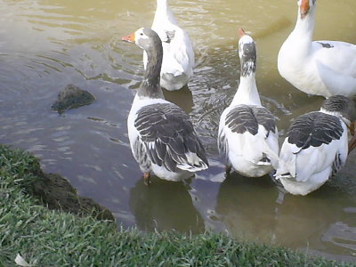 PIC_0086.JPG
